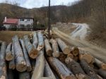 Na Slovensku sa ročne legálne vyťaží takmer 10 miliónov kubických metrov dreva