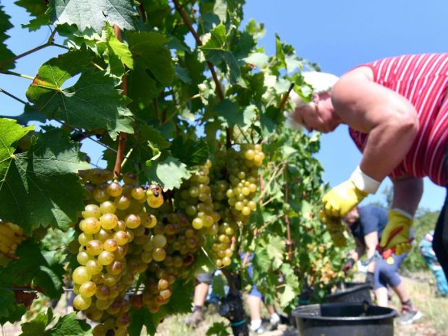 Situácia v slovenskom sektore vína je veľmi komplikovaná, kritická a napätá