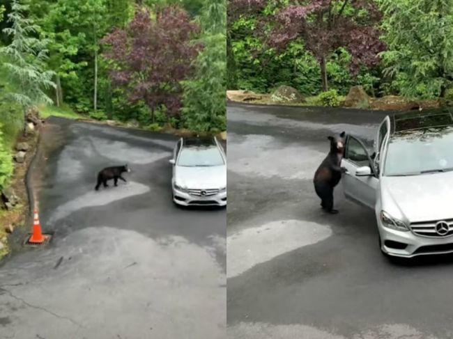 Video: Medveď si sám otvoril dvere na aute. Toto ho však vyplašilo tak, že zutekal