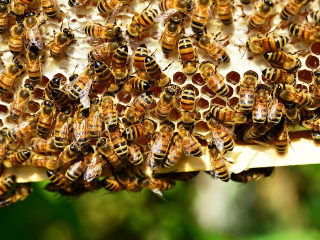 Ochranu včiel podporujú SaS aj Sme rodina, OĽaNO súhlasí s návrhmi J. Budaja