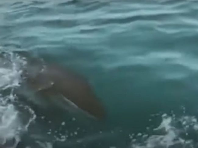 Video: Pri španielskom pobreží spozorovali živočíchy, ktoré tam doteraz neboli
