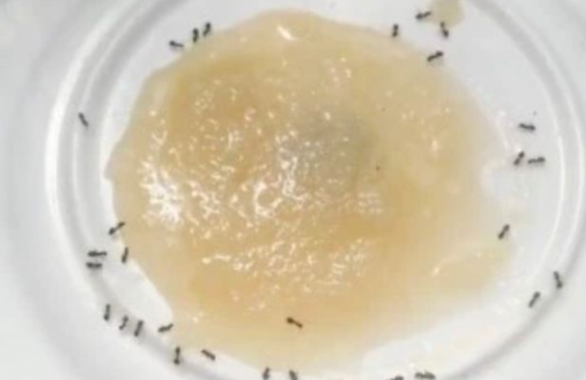 Video: Takto sa zbavíte mravcov v dome, stačia dve zložky