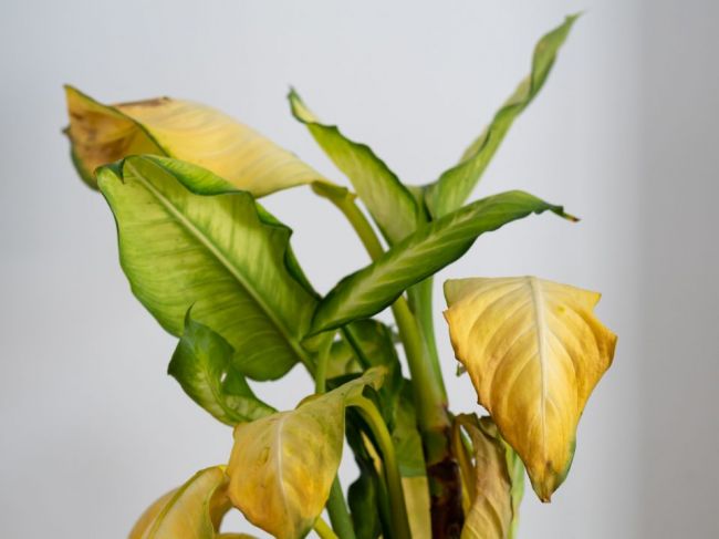 FOTO: 8 spôsobov, akými vám rastliny naznačujú, že sa o ne nestaráte správne