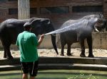 Bojnická zoologická záhrada sprístupnila pre návštevníkov i vnútorné expozície