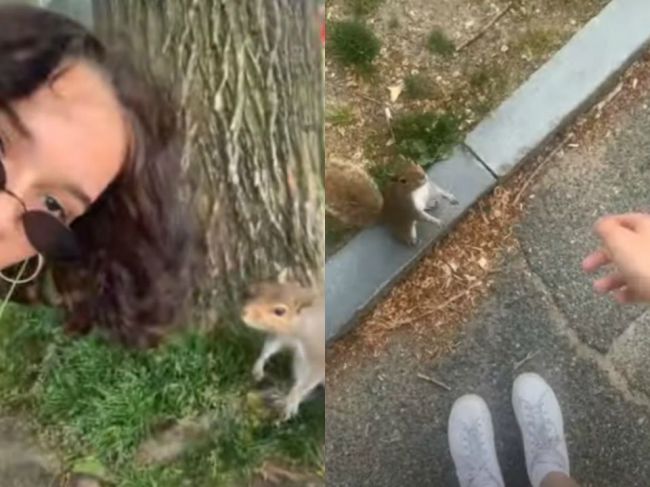 Video: Žena sa skamarátila s veveričkou. Tá ju zaviedla k svojmu pokladu
