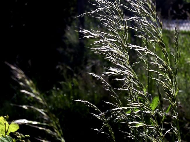 Najsilnejší alergén peľ tráv dosiahne vysoké koncentrácie na celom území