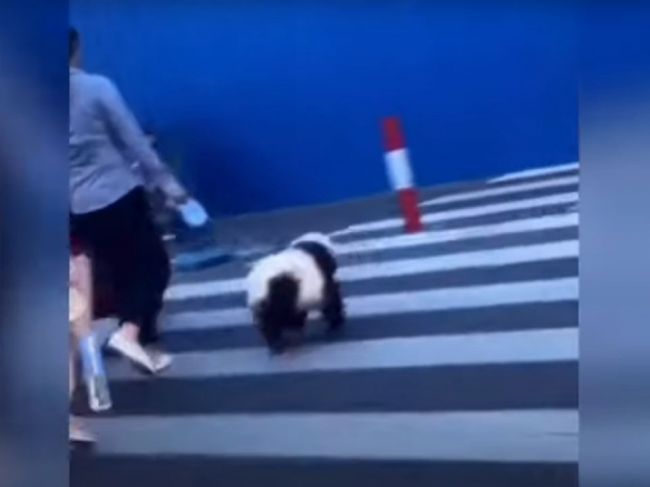Video: Panda na vôdzke pobúrila okoloidúcich. S týmto vôbec nepočítali!
