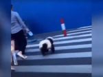 Video: Panda na vôdzke pobúrila okoloidúcich. S týmto vôbec nepočítali!