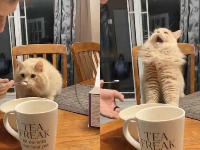 Video: Majiteľ dal mačke vyskúšať chuť zmrzliny. Podľa mnohých ide o týranie