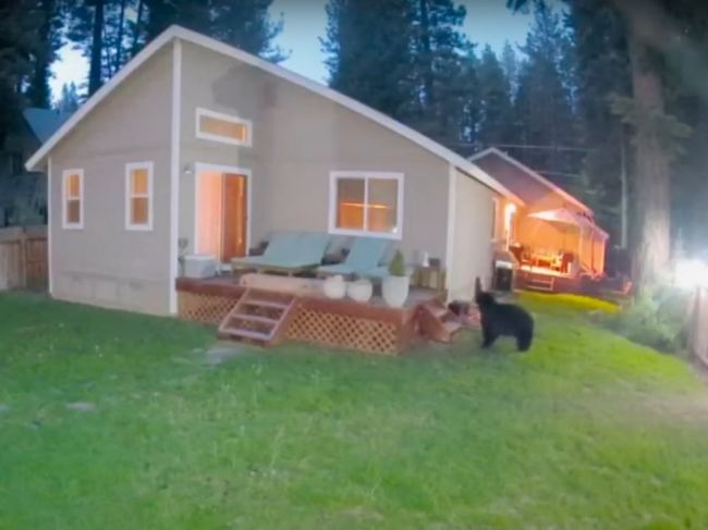 Video: Medvedica na dvore naháňala psy i majiteľku