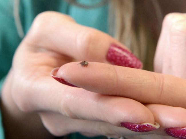 Slovensko je v rámci Európy na špici v počte prípadov kliešťovej encefalitídy