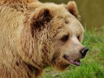 Obec Hontianske Nemce upozornila na výskyt medveďa, problémy majú aj v Podpoľaní
