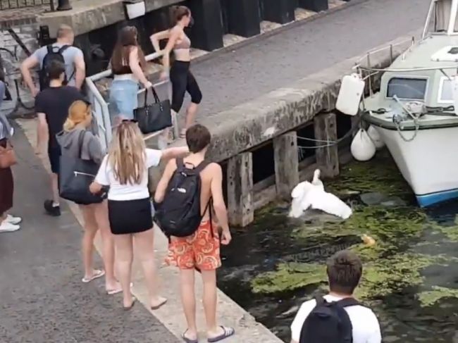 Video: Muž chcel zastaviť dievča, ktoré kopalo do labutí. Dav bol k nemu nemilosrdný