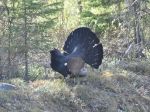 Európska komisia podala žalobu na Slovensko za ohrozenie hlucháňa hôrneho