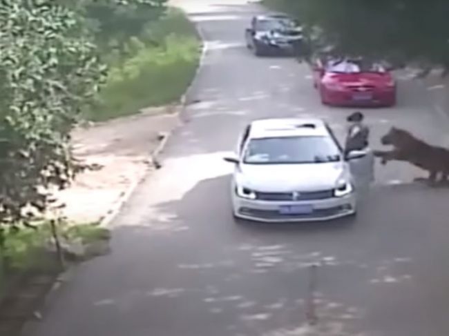 Video: Žena vystúpila z auta v safari parku, vtom ju napadol tiger