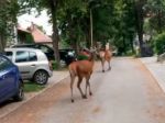 Video: Po ulici v Ružomberku sa za bieleho dňa prechádzali jelene