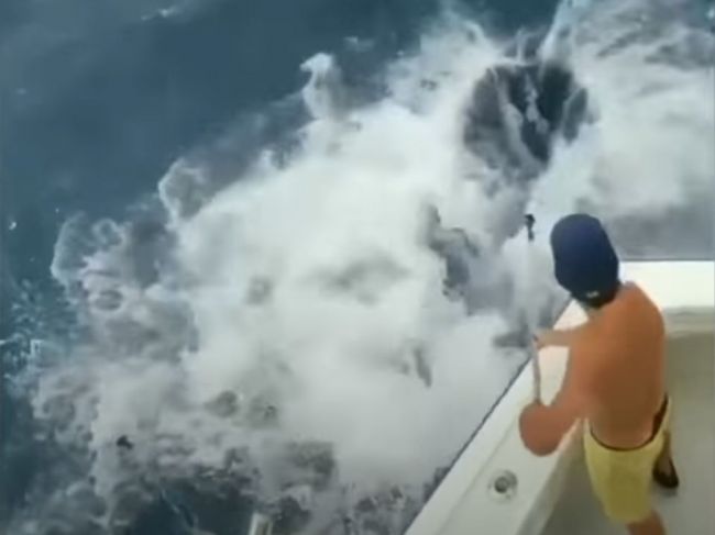 Video: Rybárov úlovok zaujal 300-kilového žraloka, takmer mu skočil na loď