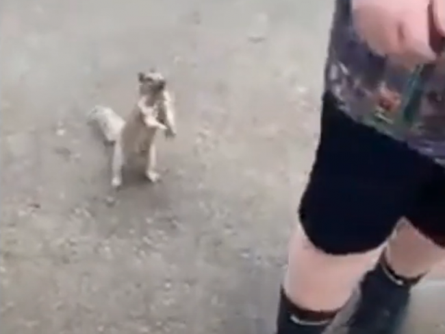 Video: Smädná veverica urobila niečo nevídané