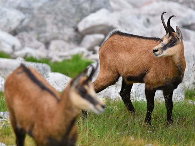 Počet kamzíkov v Tatrách oproti vlaňajšku stúpol