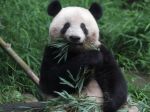 V zoo v Južnej Kórei sa narodilo prvé prirodzene počaté mláďa pandy