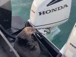Video: Vydra skočila výskumníkom do člna. Pred týmto musela utiecť