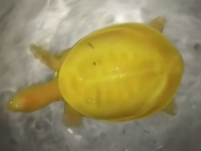Video: Farmár našiel neobvyklú korytnačku, vedci odhalili, prečo je žltá