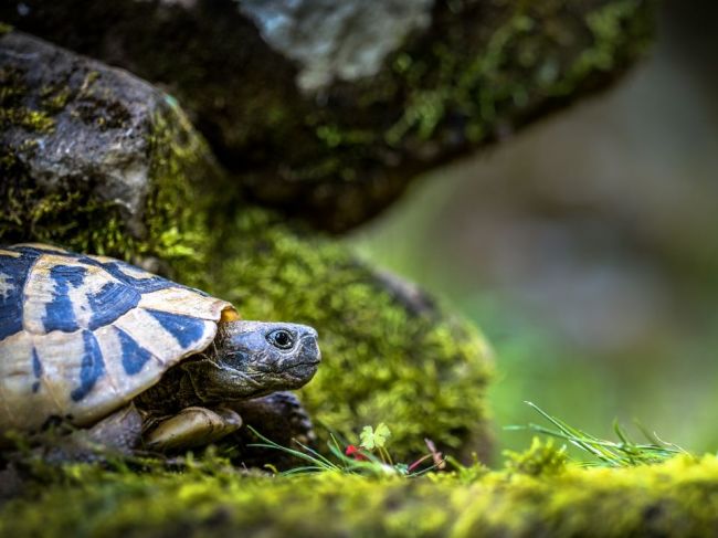 Salmonelózou sa možno nakaziť aj od zvierat ako korytnačka či had