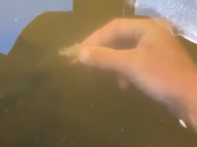 Video: Muž ponoril ruku do vody, aby nakŕmil ryby. Tento živočích ho však vydesil