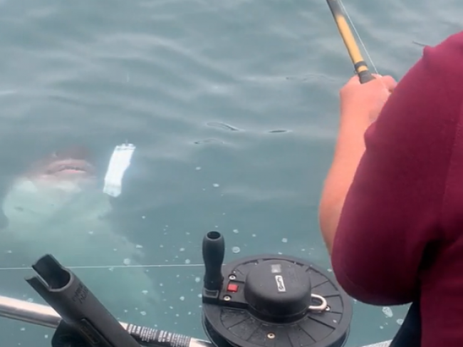 Video: Rybárov vydesila beštia, ktorú nechtiac chytili. Z tohto kričali od strachu