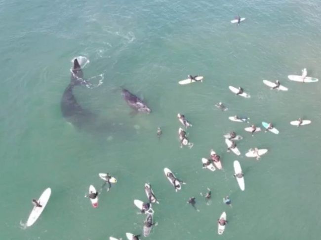 Video: Veľrybie mláďa prekvapilo surferov, takto zareagovala jeho matka