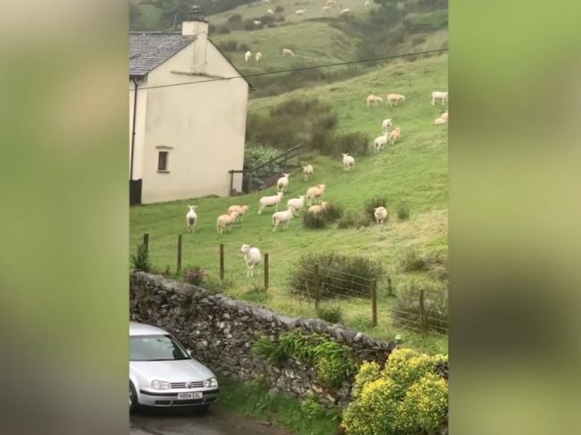 Video: Ovce na niekoľko hodín „skameneli“ na mieste. Na vine je zmena počasia