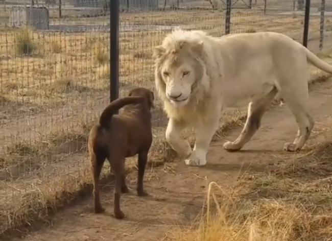 Video: K psovi pribehol biely lev, potom urobil niečo nezvyčajné