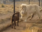 Video: K psovi pribehol biely lev, potom urobil niečo nezvyčajné