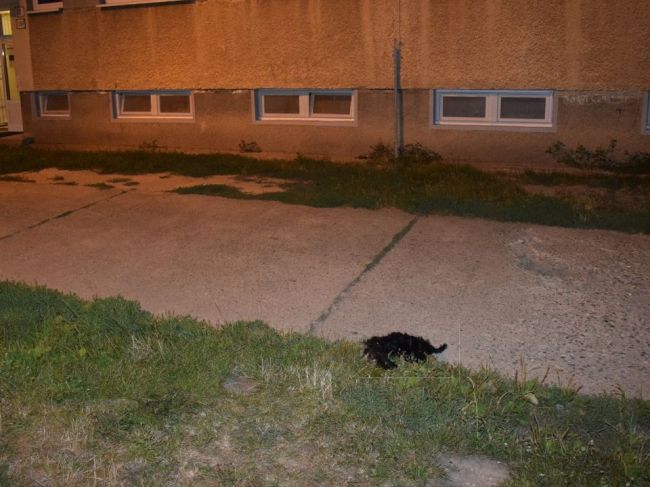 Z okna vyhodili 5-mesačné šteniatko, podozrivú osobu po výsluchu pustili na slobodu