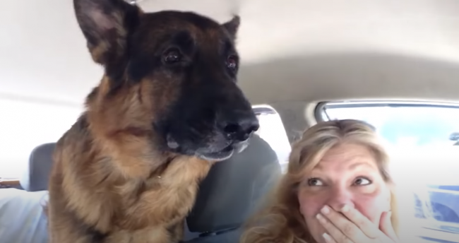 Video: Nemecký ovčiak si zrazu uvedomil, že prišli k veterinárovi