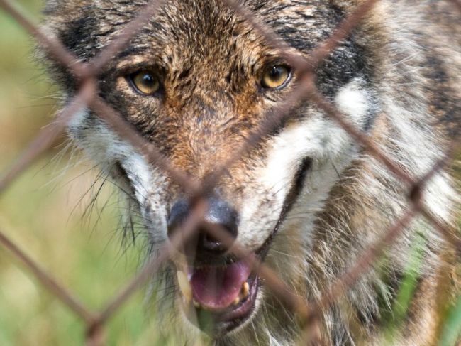 SPK nesúhlasí, aby bol vlk zaradený medzi celoročne chránené zvieratá