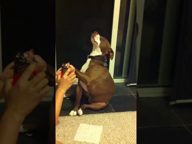 Video: Žena chcela psovi ostrihať pazúry, jeho reakcia je hodná Oscara