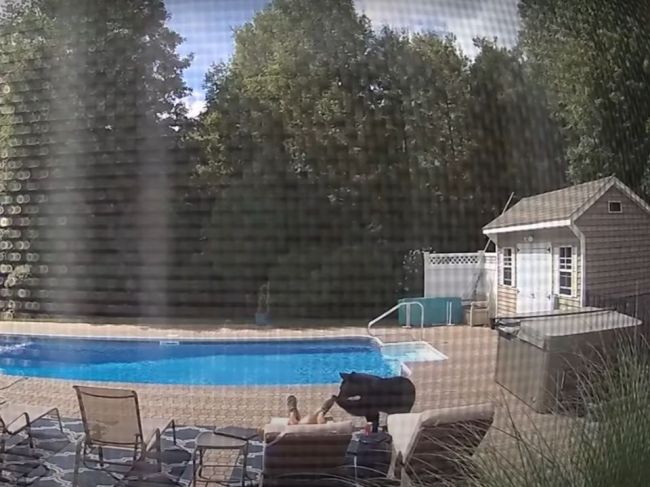 Video: Muža spiaceho pri bazéne prebudil medveď