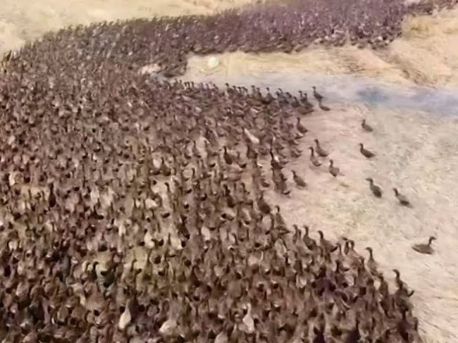 Video: Na ryžové polia vypustili 10.000 kačíc, takto pomohli farmárom