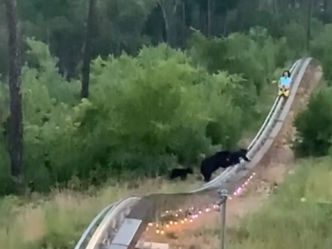 Video: Muž musel na bobovej dráhe prudko brzdiť, narazil na medvede