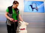 Psy dokážu detegovať infekciu koronavírusom