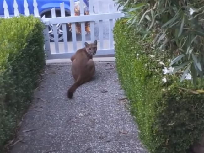Video: Puma sledovala dieťa na bicykli, potom náhle preskočila plot