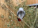 Zoo sa rozhodla izolovať päticu nadávajúcich papagájov