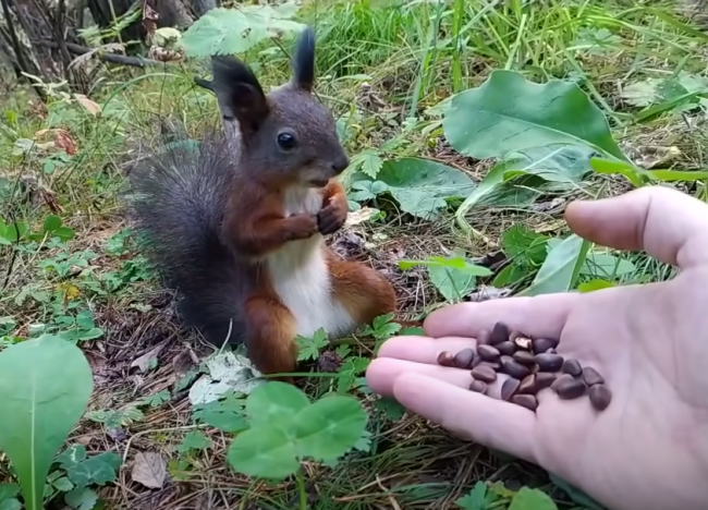 Video: Muž chcel veverici ponúknuť oriešky, takýto šok však nečakal