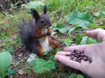 Video: Muž chcel veverici ponúknuť oriešky, takýto šok však nečakal