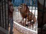 Video: Návštevníci zoo zachytili hrozivú scénu, lev nechcel pustiť zamestnanca