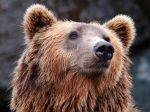 V slovenskom meste sa objavil medveď, radnica upozorňuje na obozretnosť