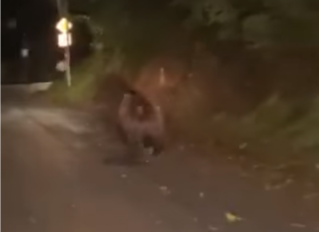 Video: V centre mesta sa prechádzal medveď, radnica upozorňuje na obozretnosť