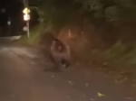 Video: V centre mesta sa prechádzal medveď, radnica upozorňuje na obozretnosť