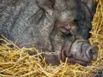 Ďalší koronavírus, ktorý infikuje ošípané, môže byť pre človeka ešte nebezpečnejší